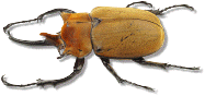 escarabajo